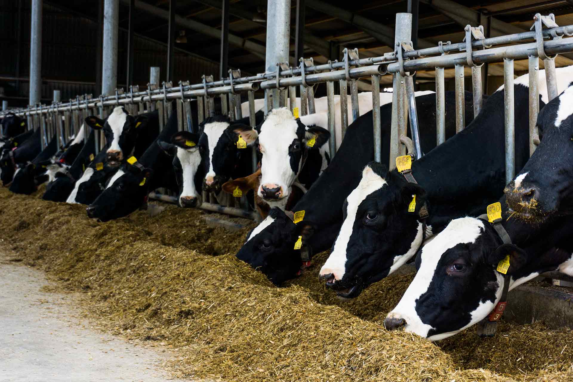 Cows feeding on a farm.