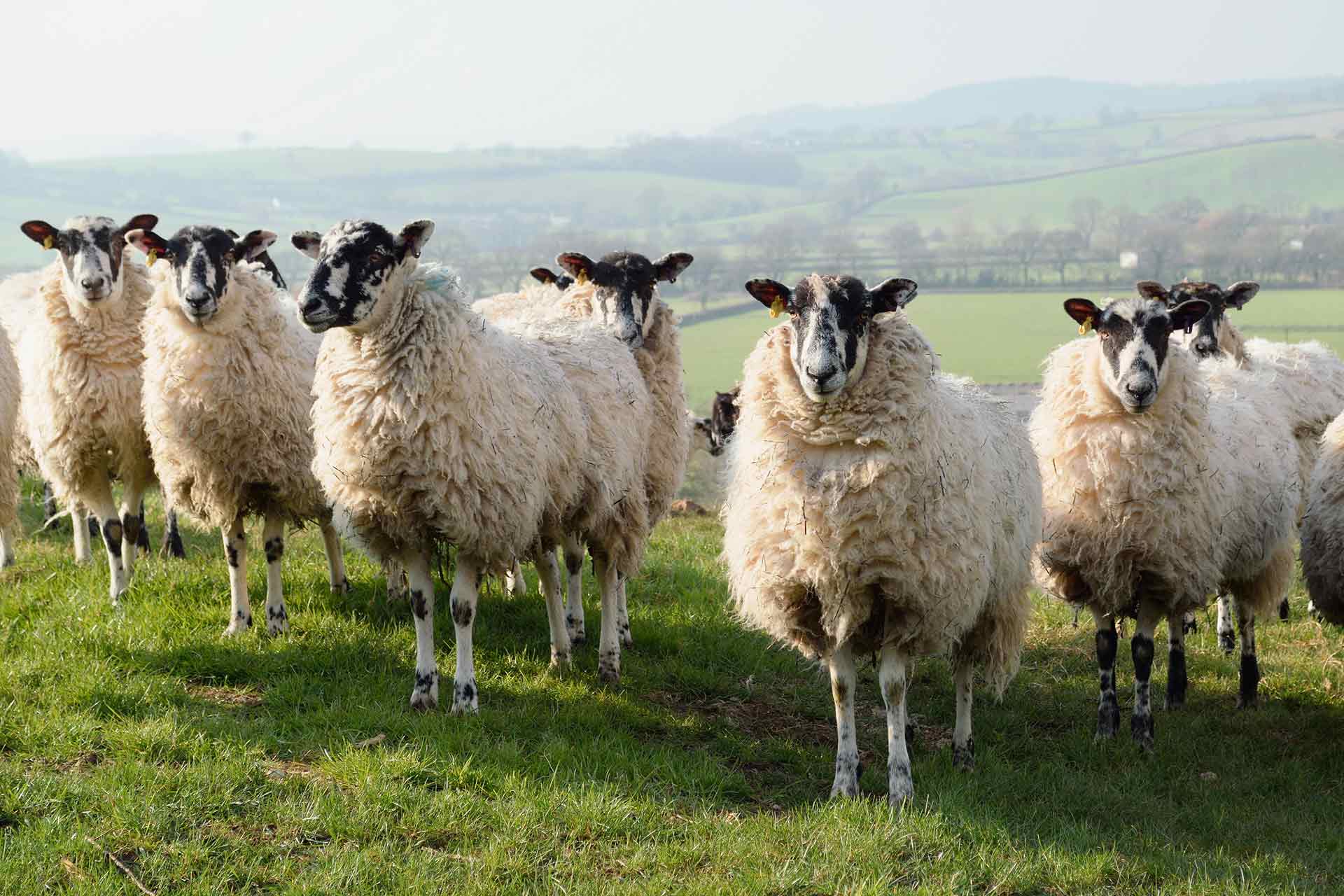 Sheep on grassy farmland in East Devon.