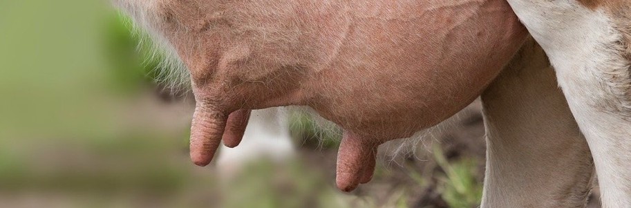 cow udder