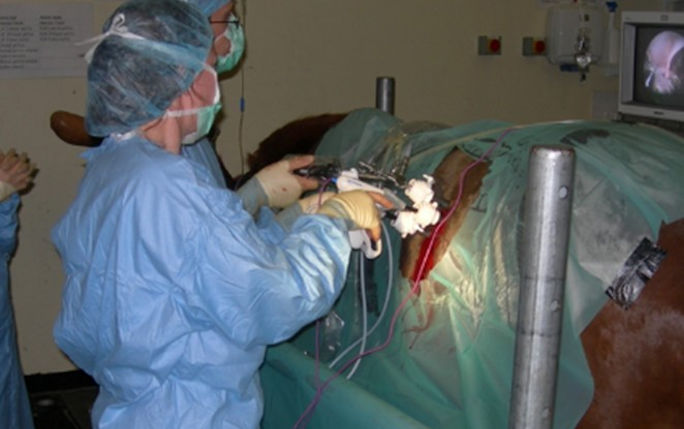 A standing laparoscopy (where a camera and a second instrument are inserted through ‘keyhole incisions’ into the abdomen to perform surgery) in a horse to remove an ovarian tumour