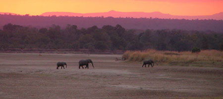 Elephants in the Luangwa Valley
