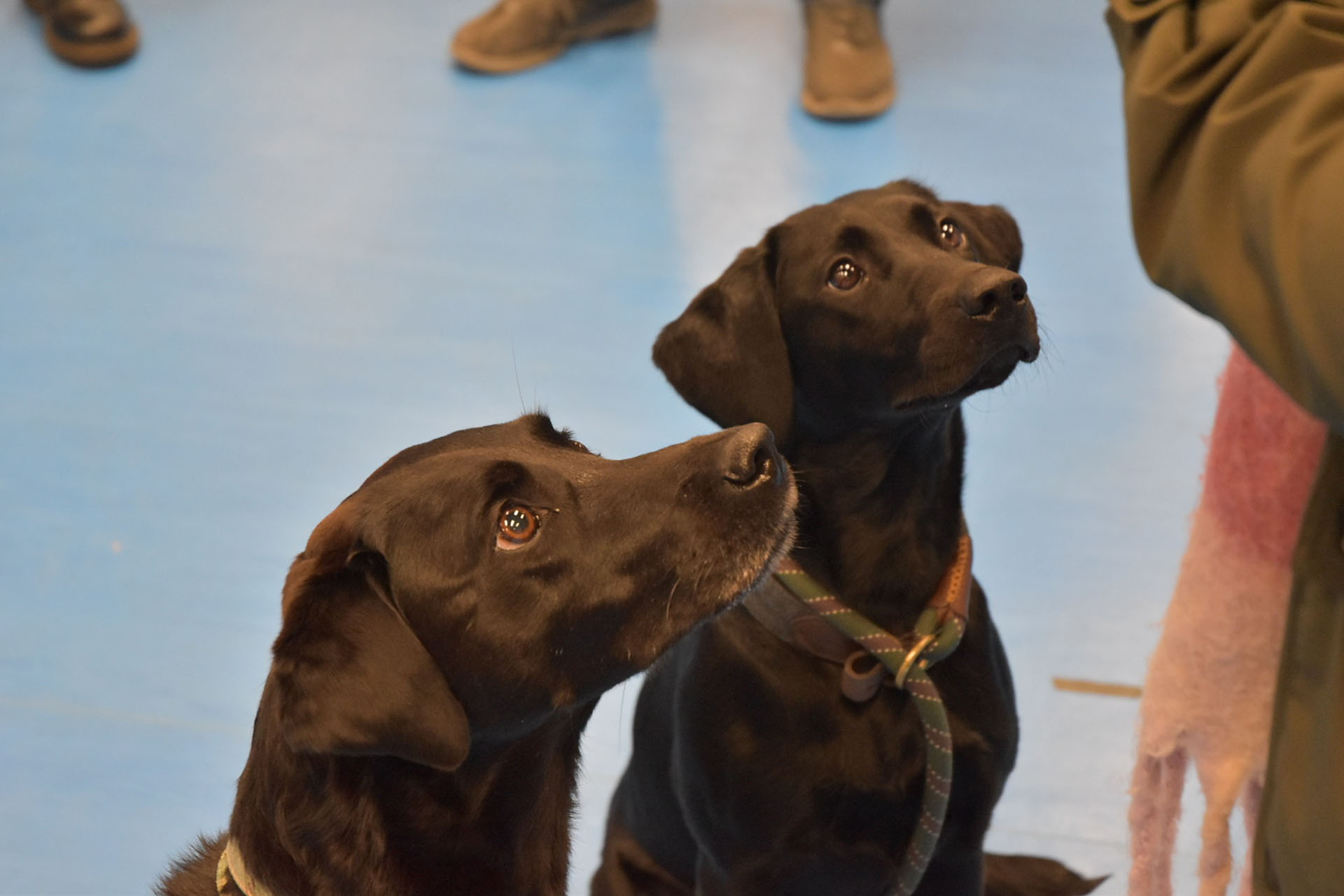 Two Labradors waiting for their scan in the Gait Lab