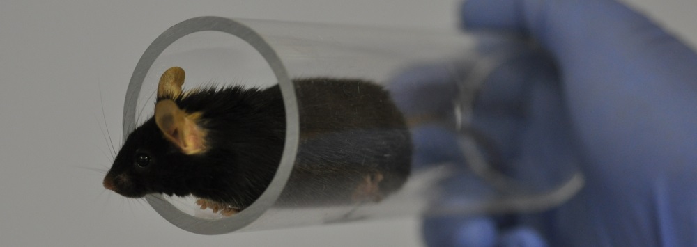 Mouse in handling tube
