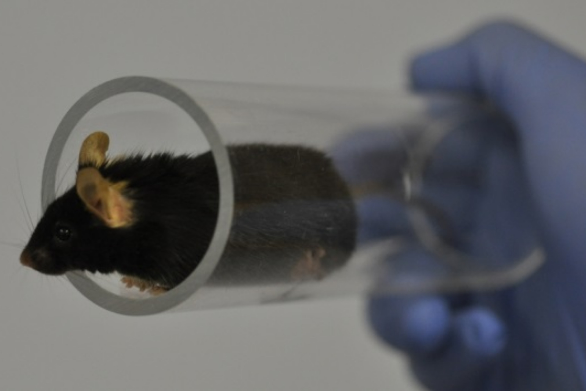 Mouse in handling tube