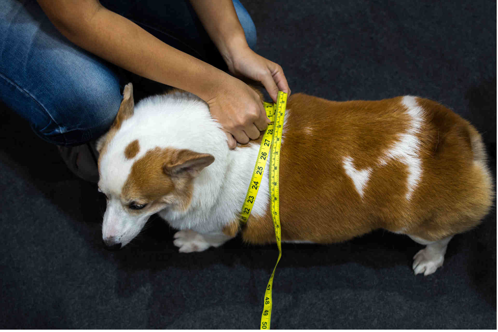 Picture of an obese dog being measured
