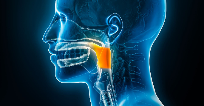 Xray lateral or profile view of the oropharynx 3D rendering illustration with male body contours