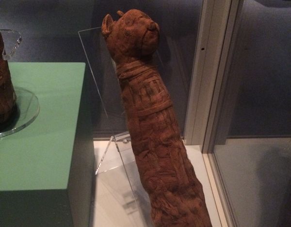 Cat mummy in a case