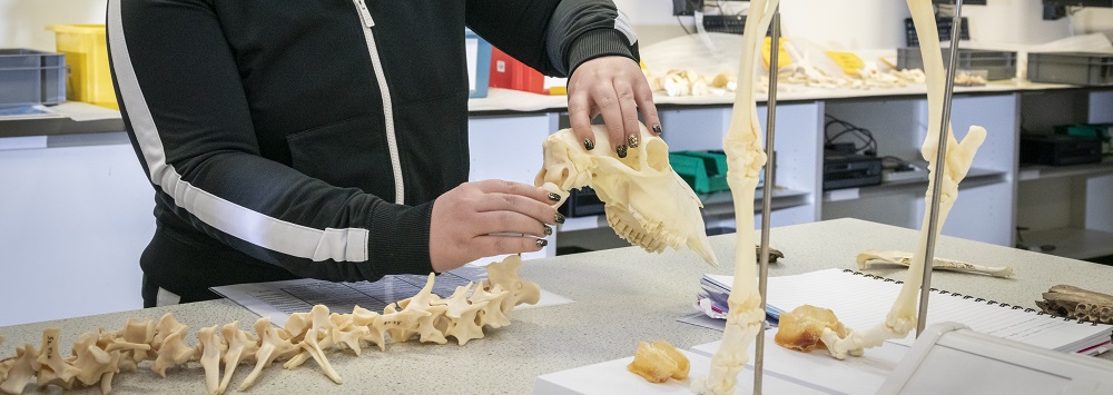 Student analysing remains in the ACE lab