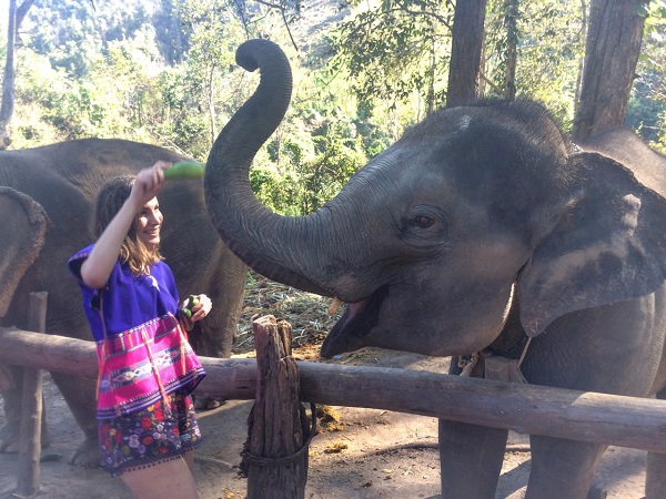 Chiang Mai elephants