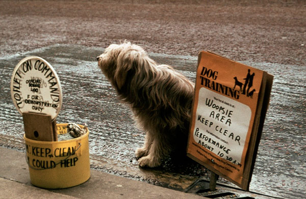 Plop-Up Dog Poo Family Fun Day