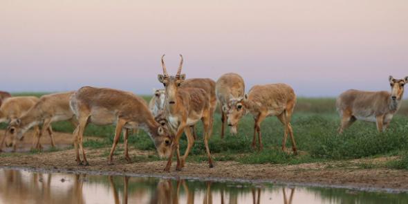 An artesian reserve of animals altogether