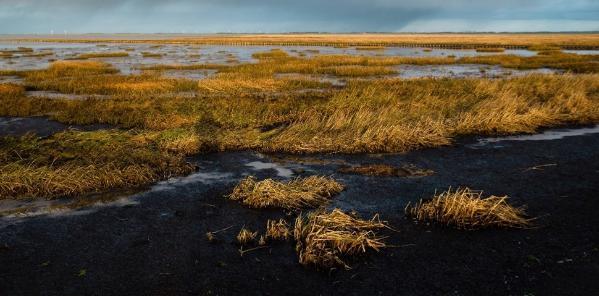 A waterlogged landscape