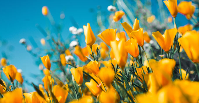 Ness-Gardens-Yellow-Flowers