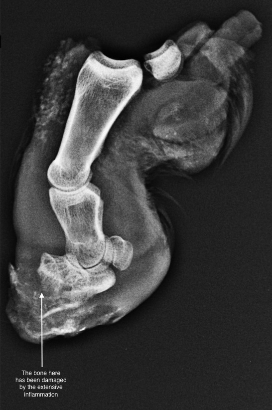 Pathology of CODD - radiograph