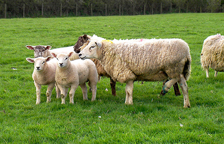 Sheep lameness