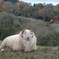 Image of a sheep