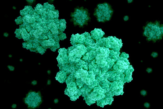Virus as seen in microscope
