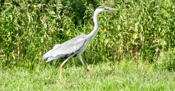 Biodiversity and Sustainability on our farms: Ness Heath and Wood Park