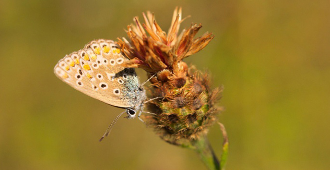 Image of butterfly