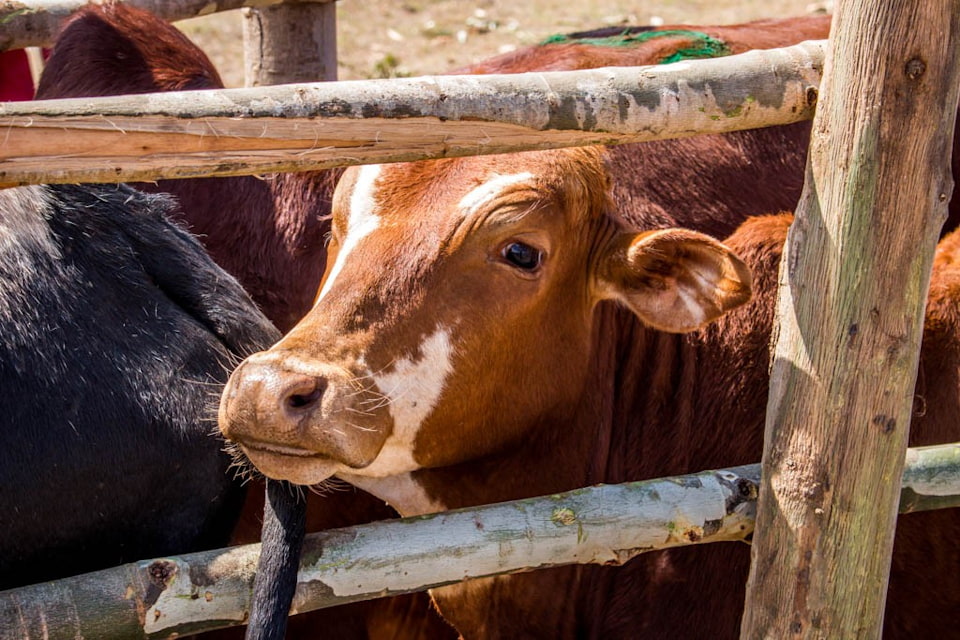 A close picture of a cow in a wooden stall, next to other cattle