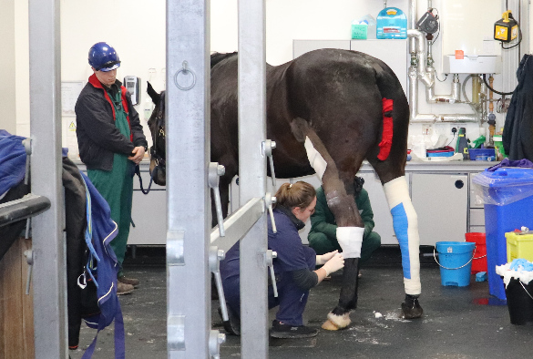 Horse having leg bandaged at the Equine Hospital