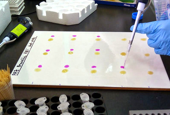 Rose Bengal Test