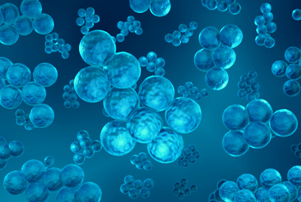 3d rendering of antibiotic resistant staphylococcus