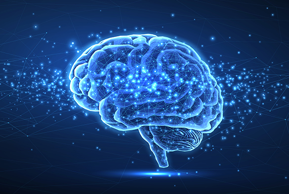 Illustration of brain