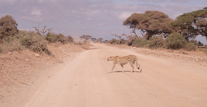 Cheetah in Kenya