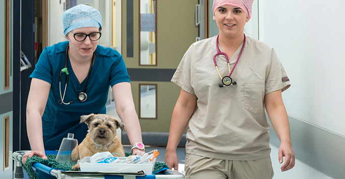 Dog having treatment