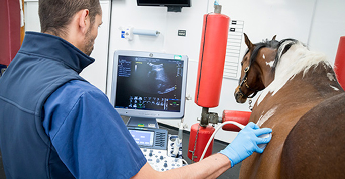 Horse examination