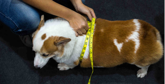 Obese dog