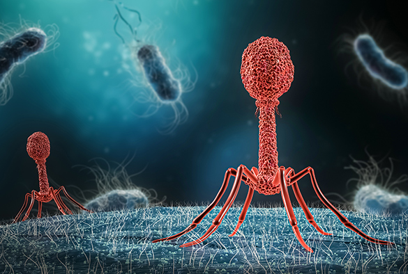 Image of Bacteriophage