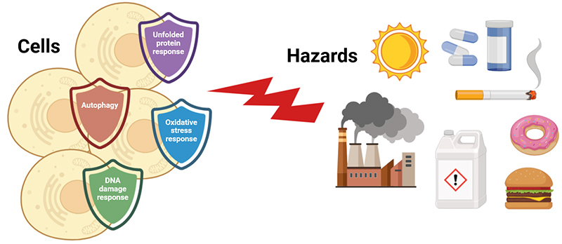 Illustration of hazards that effect cell response