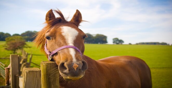 Horse in field