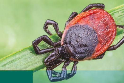Image of tick on leaf