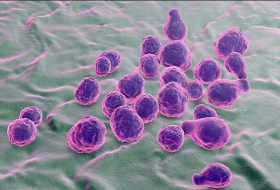 Crytococcus