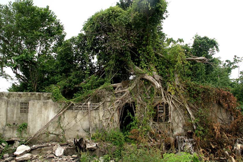 Derelict house covered with tree roots