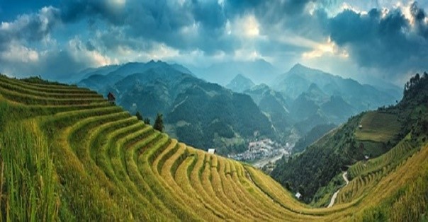 Chinese rice paddy