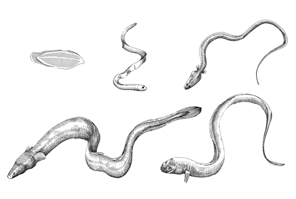Drawings of european eels.