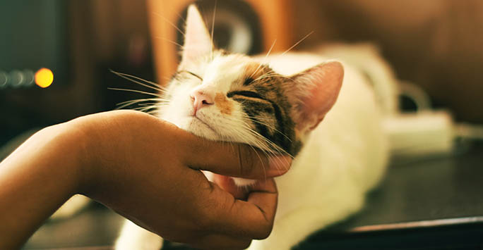 Photo of a cat being stroked under the chin, by Yerlin Matu on Unsplash