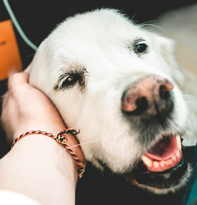 Photo of a Golden Labrador by Alexandre Debieve on Unsplash