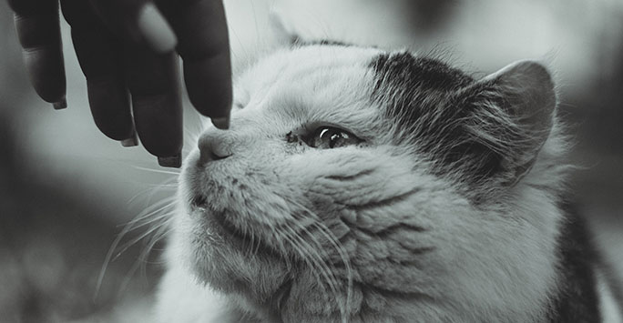 Black and white photo of a cat by Daniil Smirnov on Unsplash