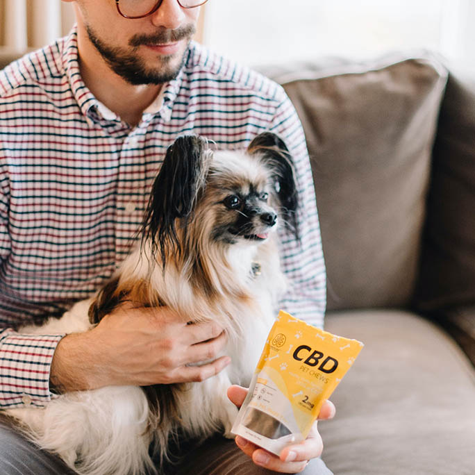 A pet dog sitting on a lap with a bag of treats