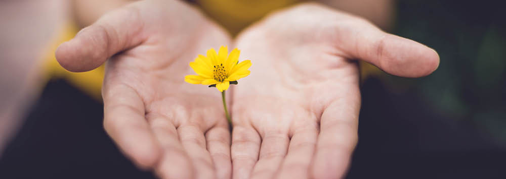 Hands with a buttercup in the middle.