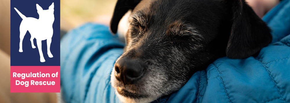 A photo of a dog wrapped in a blanket sleeping.