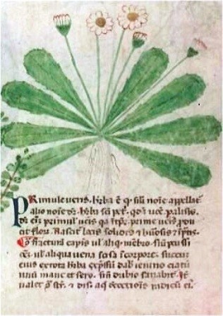 An illustration from a medieval book