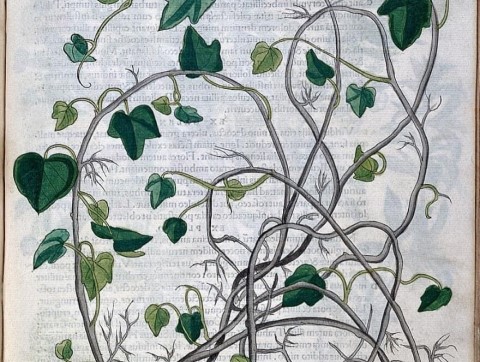 An image showing leaves and branches (recto) on top of text from the verso.