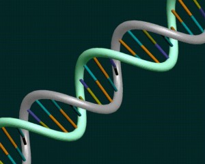 Stick cartoon of the DNA double helix
