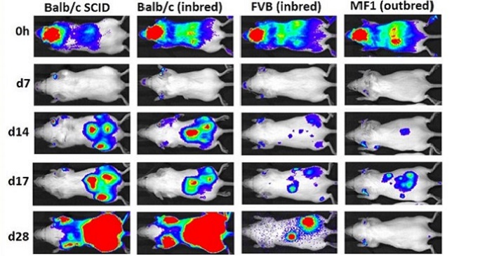 Transplanted cells form teratomas (tumours) in two-three weeks after injection regardless of the mouse strain used indicating the potential risk with the use of mesenchymal stem cells.